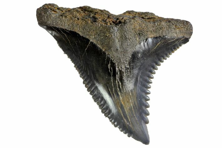 Serrated, Fossil Shark (Hemipristis) Tooth #142453